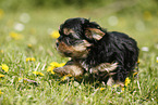 Yorkshire Terrier on meadow