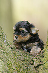 Yorkshire Terrier on tree