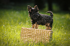 Yorkshire Terrier Puppy