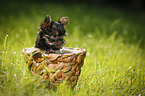 Yorkshire Terrier Puppy