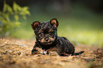 Yorkshire Terrier Puppy