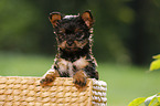 Yorkshire Terrier Puppy