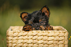 Yorkshire Terrier Puppy