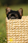 Yorkshire Terrier Puppy