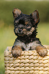 Yorkshire Terrier Puppy