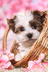 Yorkshire Terrier Puppy