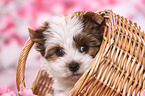 Yorkshire Terrier Puppy