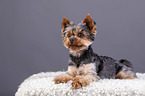 lying Yorkshire Terrier