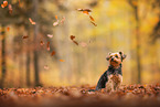 Yorkshire Terrier in autumn