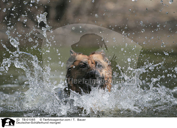 Deutscher-Schferhund-Mischling / Deutscher-Schferhund mongrel / TB-01085