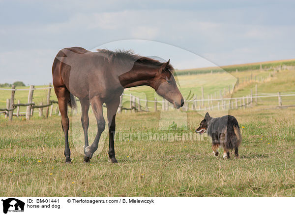 horse and dog / BM-01441