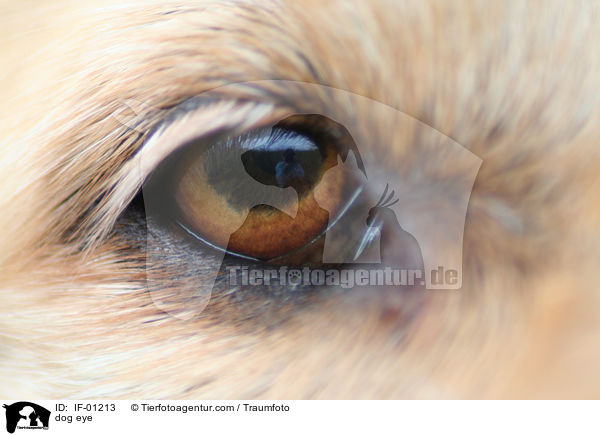 Hundeauge / dog eye / IF-01213