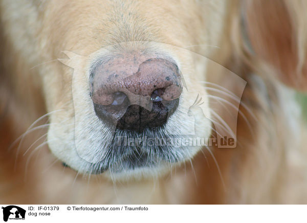 Hundenase / dog nose / IF-01379