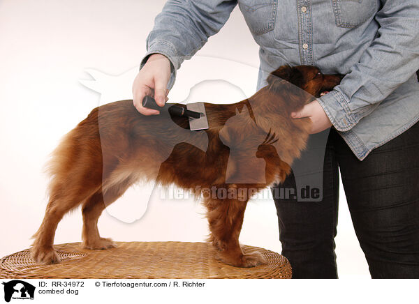 Hund wird gekmmt / combed dog / RR-34972