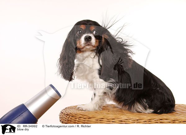 Hund wird trocken gefhnt / blow dry / RR-34992