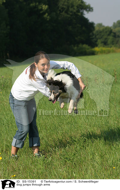 dog jumps through arms / SS-15391