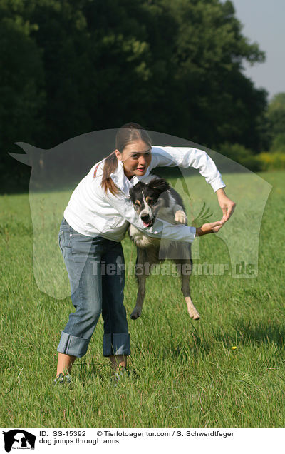 dog jumps through arms / SS-15392