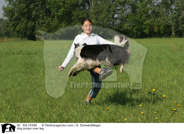 Hund springt ber Bein / dog jumps over leg / SS-15395