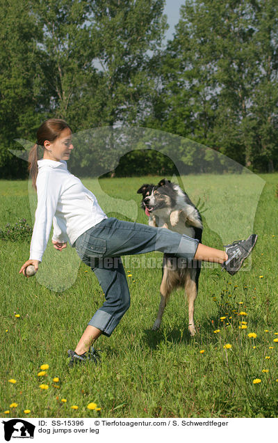 Hund springt ber Bein / dog jumps over leg / SS-15396