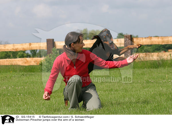 Doberman Pinscher jumps over the arm of a woman / SS-15415