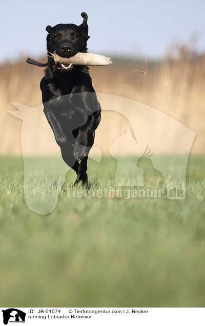 rennender Labrador / running Labrador Retriever / JB-01074