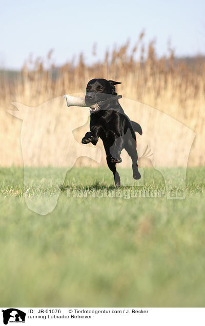 rennender Labrador / running Labrador Retriever / JB-01076