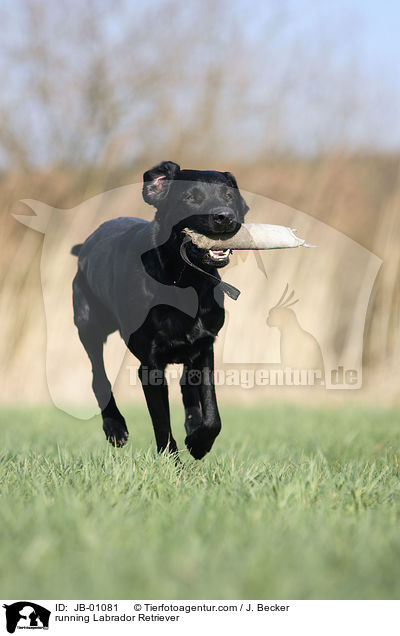 rennender Labrador / running Labrador Retriever / JB-01081