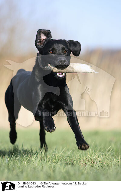 rennender Labrador / running Labrador Retriever / JB-01083