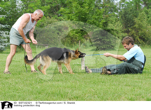 Schutzhundeausbildung / training protection dog / SST-02321