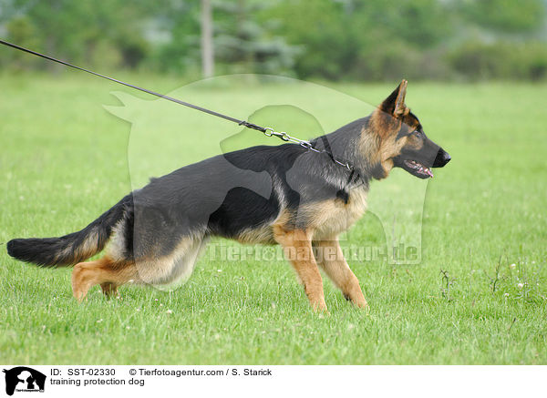 Schutzhundeausbildung / training protection dog / SST-02330