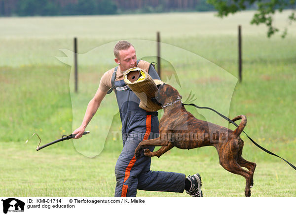 Schutzhundeausbildung / guard dog education / KMI-01714