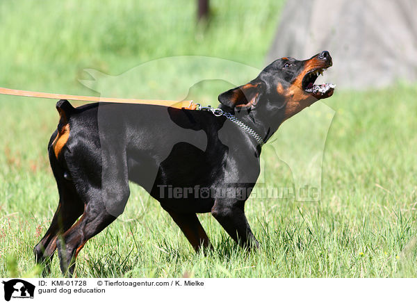 Schutzhundeausbildung / guard dog education / KMI-01728