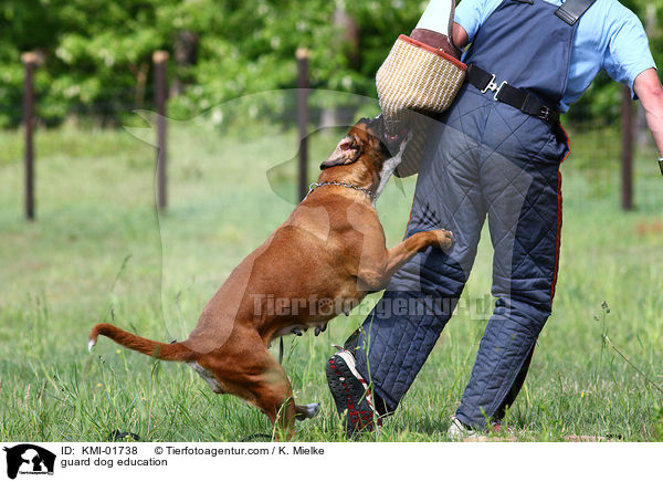 Schutzhundeausbildung / guard dog education / KMI-01738
