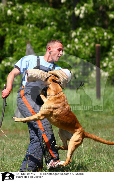 Schutzhundeausbildung / guard dog education / KMI-01742