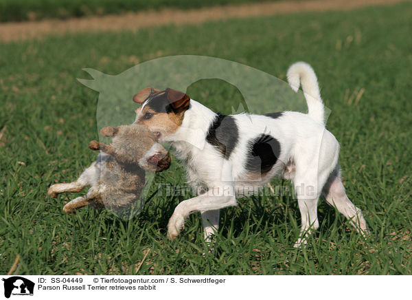Parson Russell Terrier retrieves rabbit / SS-04449