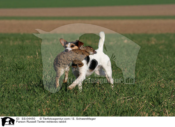 Parson Russell Terrier retrieves rabbit / SS-04450
