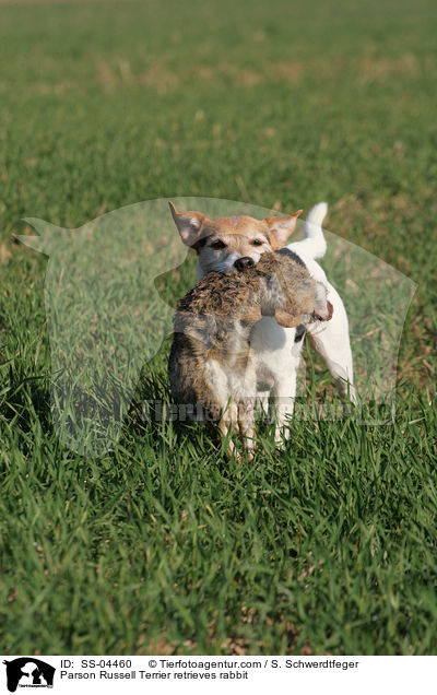 Parson Russell Terrier retrieves rabbit / SS-04460