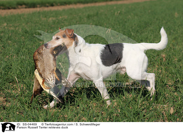 Parson Russell Terrier retrieves duck / SS-04469