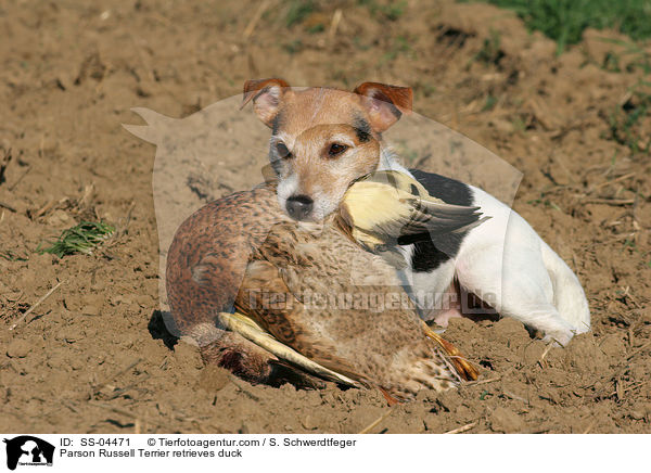 Parson Russell Terrier retrieves duck / SS-04471