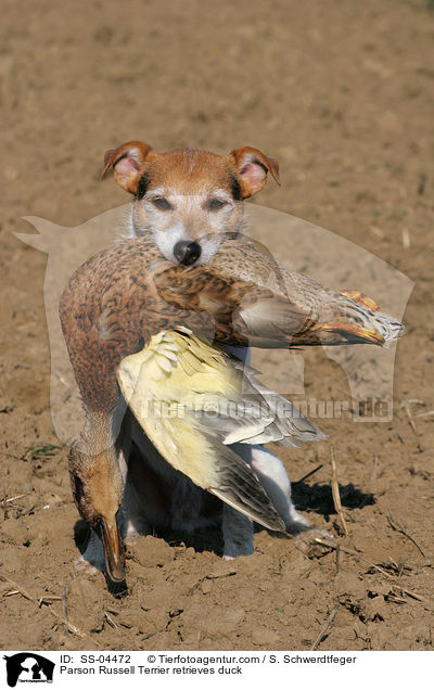 Parson Russell Terrier retrieves duck / SS-04472