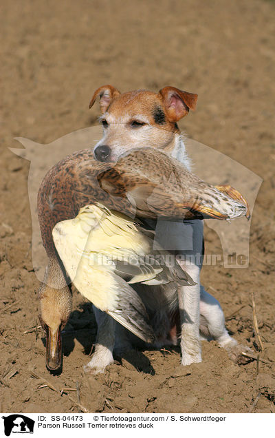 Parson Russell Terrier retrieves duck / SS-04473