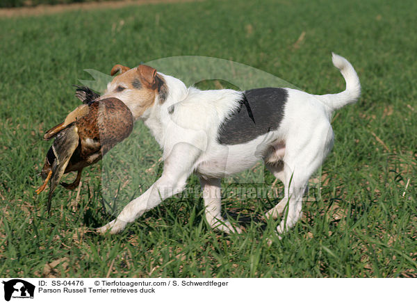 Parson Russell Terrier retrieves duck / SS-04476