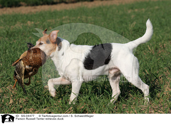Parson Russell Terrier retrieves duck / SS-04477