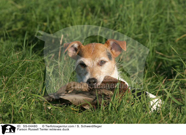 Parson Russell Terrier retrieves duck / SS-04480