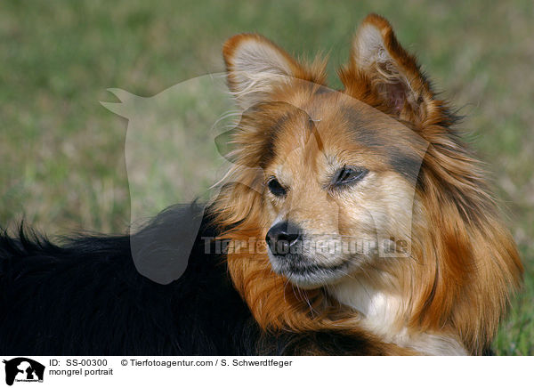 Mischlingshund Portrait / mongrel portrait / SS-00300