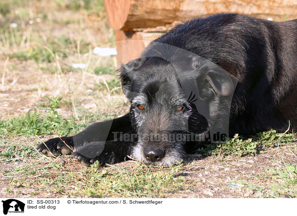mder alter Hund / tired old dog / SS-00313