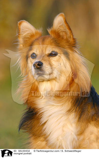 Mischlingshund Portrait / mongrel portrait / SS-00432