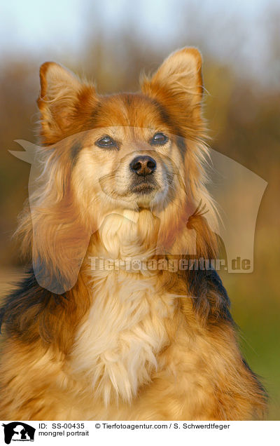 Mischlingshund Portrait / mongrel portrait / SS-00435