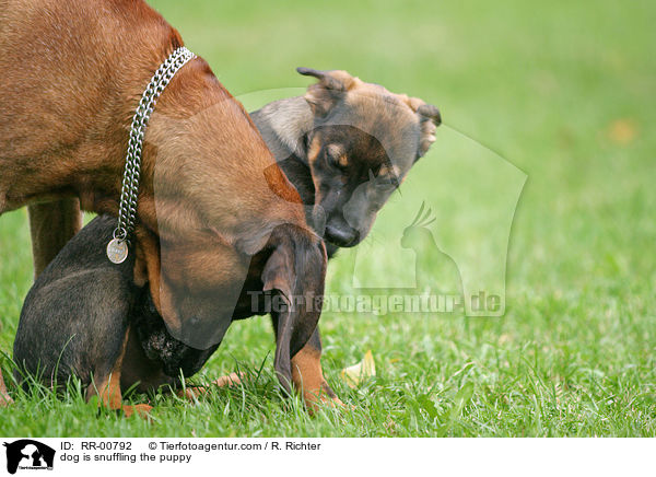 Hund beschnuppern Welpen / dog is snuffling the puppy / RR-00792