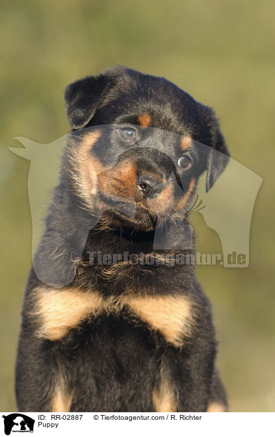 Rottweiler x Old English Mastiff Welpe / Puppy / RR-02887